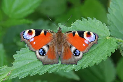 Фотография бабочки королек с возможностью выбора размера