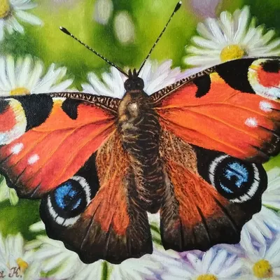 Изображение бабочки королек в PNG формате с выбором размера и формата для сохранения для печати