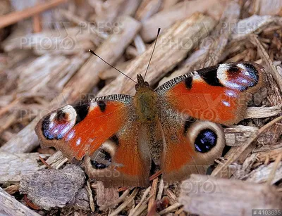 Фото бабочки королек для скачивания в JPG формате с выбором размера и формата для печати