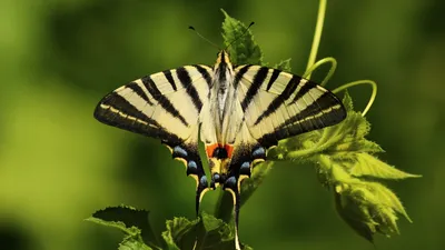 Фото бабочки королек в формате JPG с изменяемым размером