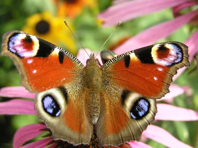Изображение бабочки королек в PNG формате для сохранения с возможностью выбора размера и формата для печати