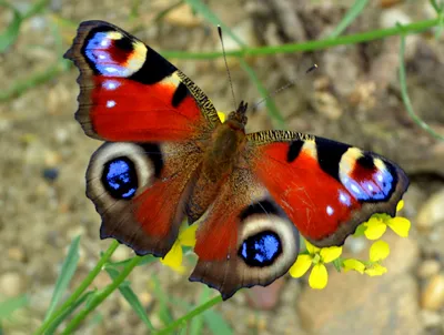 Изображение бабочки королек в PNG формате с выбором размера и формата для сохранения для использования в проекте