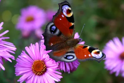 Фотография бабочки королек с возможностью выбора размера, формата и сохранения с облачным доступом