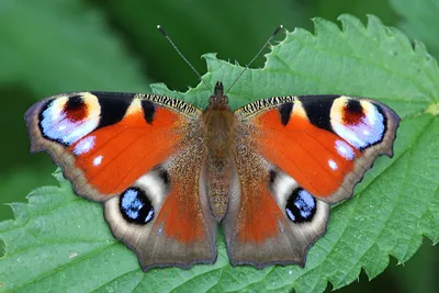Изображение бабочки королек в PNG формате с выбором размера