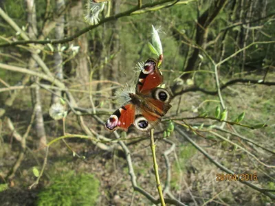 Фото бабочки королек в формате JPG с изменяемым размером и выбором формата для скачивания с облачным доступом