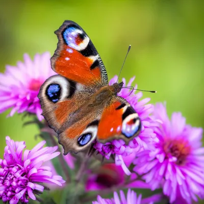 Фото бабочки королек для скачивания в JPG формате с выбором размера и формата с облачным доступом