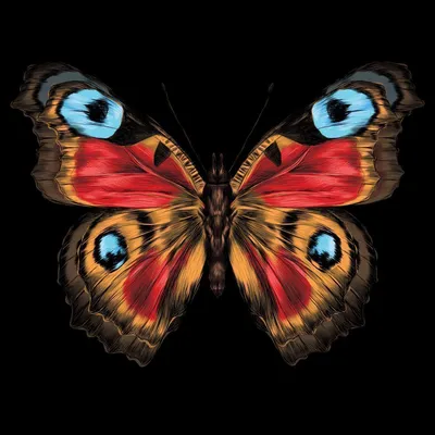 Картинка бабочки королек в формате WebP для скачивания с выбором размера и формата с облачным доступом
