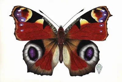 Фотка бабочки королек в формате WebP с возможностью изменения размера