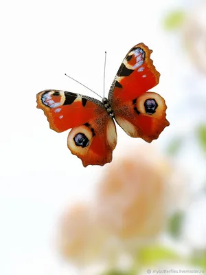 Фотка бабочки королек в формате WebP с возможностью изменения размера и выбором формата для скачивания в архиве
