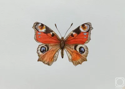 Фотография бабочки королек с возможностью выбора размера, формата и сохранения для использования в презентации