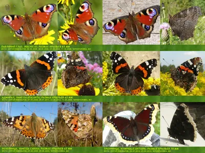 Фотография бабочки королек с возможностью выбора размера, формата и сохранения для использования на сайте
