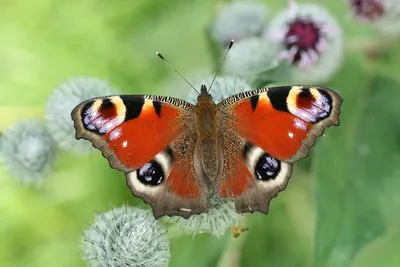 Изображение бабочки королек в PNG формате для сохранения