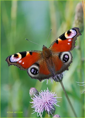 Фотка бабочки королек в формате WebP с возможностью изменения размера и выбором формата для скачивания для использования на сайте