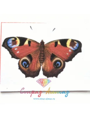 Фото бабочки королек для скачивания в JPG формате с выбором размера и формата для использования на сайте