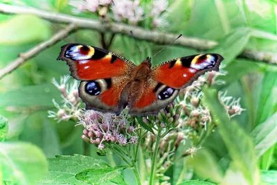 Изображение бабочки королек в PNG формате для сохранения с возможностью выбора размера и формата для использования на сайте