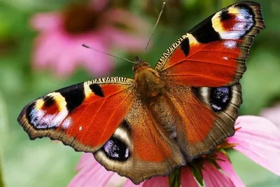Картинка бабочки королек в формате WebP для скачивания с выбором размера и формата для использования на сайте