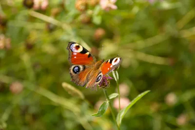 Фотография бабочки королек с возможностью выбора размера, формата и сохранения для использования в социальных сетях