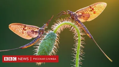 Привлекательная картинка бабочки однодневки для скачивания