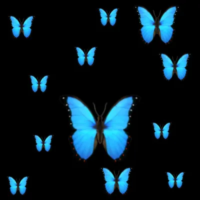 Бабочка олимпиус инферно фотографии