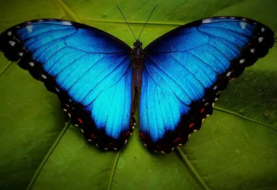 Фотка синей бабочки в высоком разрешении
