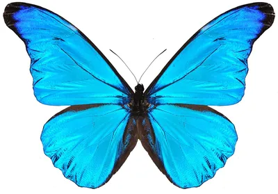 Бабочка синяя - красивое фото для фонового изображения