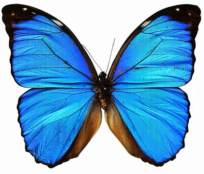 Удивительное изображение синей бабочки