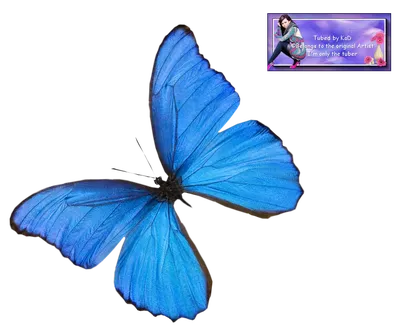 Фото картинки синей бабочки с различными размерами
