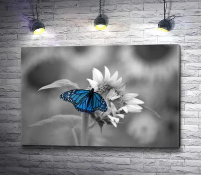 Уникальная фотография синей бабочки