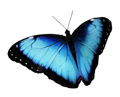 Бабочка синяя в качестве PNG изображения
