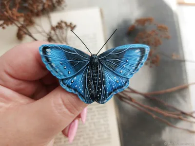 Фотка синей бабочки - образец красоты природы