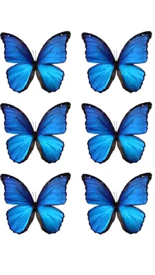Фотография синей бабочки для использования в презентации