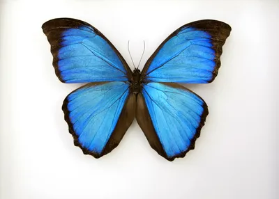 Уникальное фото синей бабочки