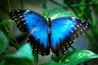 Фото, демонстрирующая красоту синей бабочки в PNG формате
