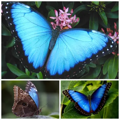 Изображение синей бабочки, созданное природой