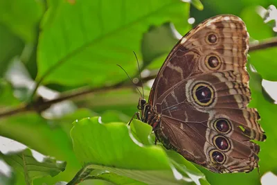 Фотография синей бабочки со множеством деталей