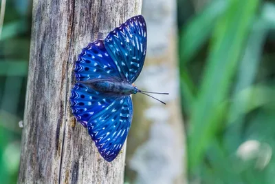 Фотка синей бабочки как символ свободы и красоты