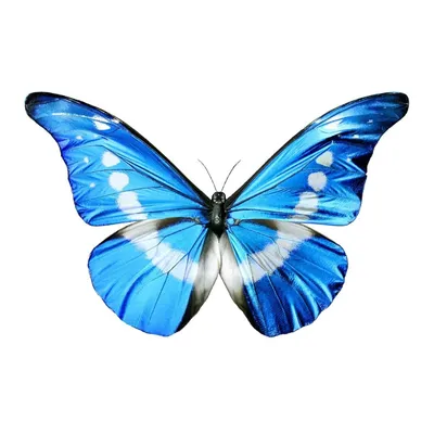 Бабочка синяя - фото высокого разрешения