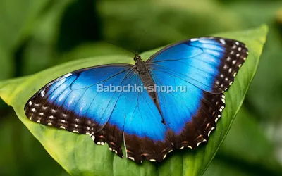 Картинка синей бабочки для использования в рекламе
