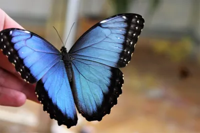 Фото синей бабочки в различных размерах