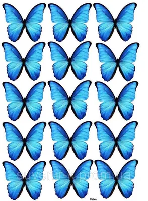 Фотография синей бабочки, украшающая природу