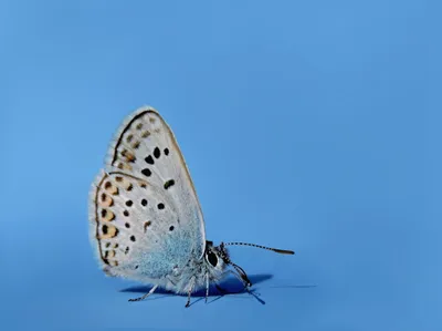Уникальное фото синей бабочки, созданное вручную