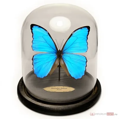 Фотография синей бабочки, символизирующая преображение