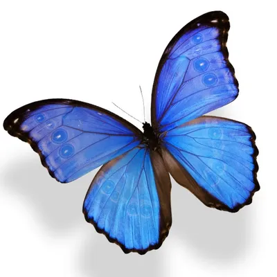 Картинка с красивой синей бабочкой для скачивания в WebP формате