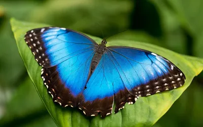 Очаровательная картинка синей бабочки для скачивания
