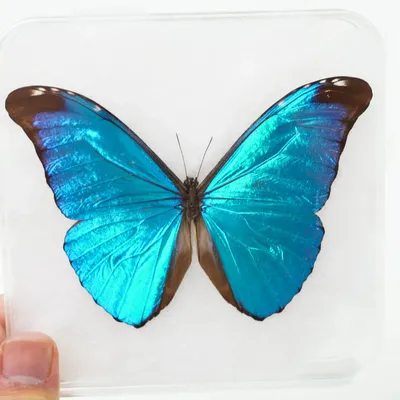Бабочка синяя - изображение в формате PNG