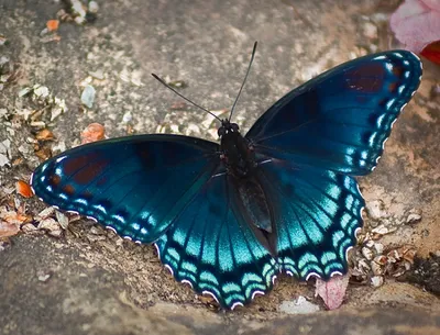 Картинка синей бабочки, украшающая природу