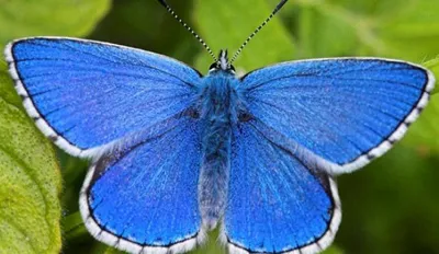 Фото синей бабочки для рассматривания ее крыльев в деталях