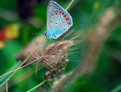 Фотография синей бабочки, переносящая нас в другой мир
