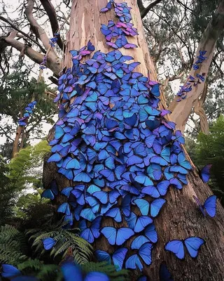Уникальное изображение синей бабочки для скачивания в WebP формате