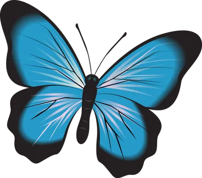 Фото синей бабочки в высоком разрешении для печати